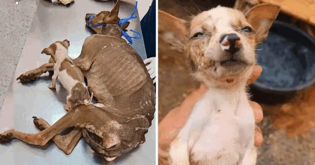 The mother dog was just skin and bones, holding her baby and begging passersby…ND – REVE