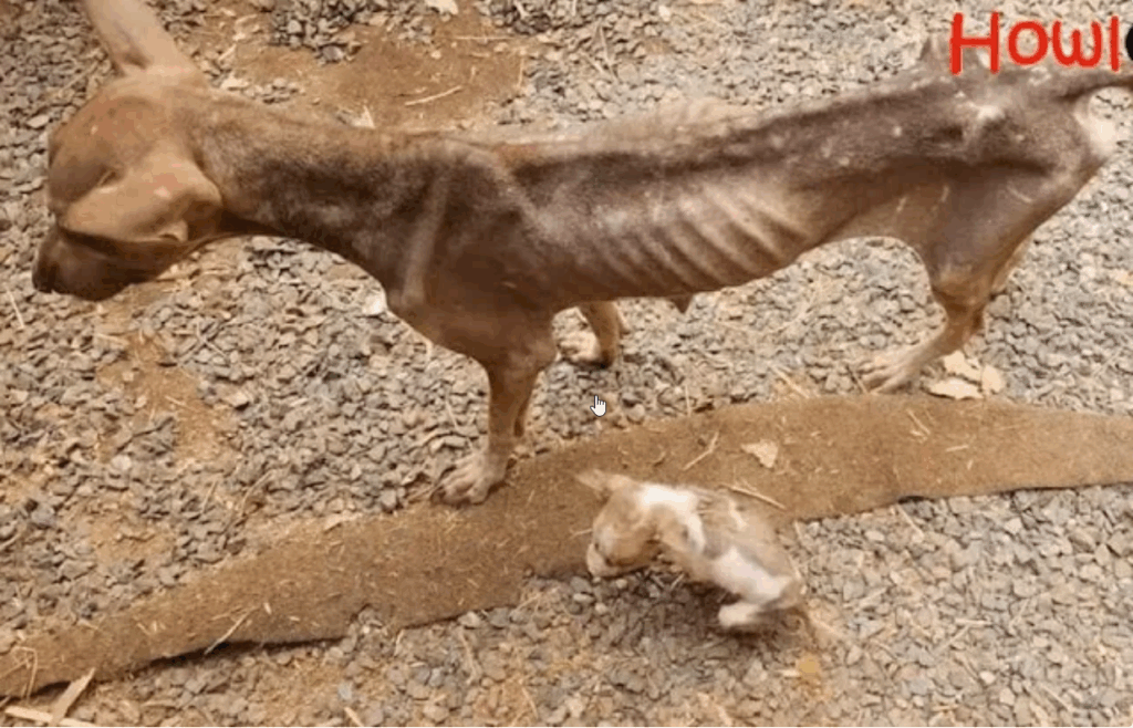 The mother dog was just skin and bones, holding her baby and begging passersby…ND – REVE