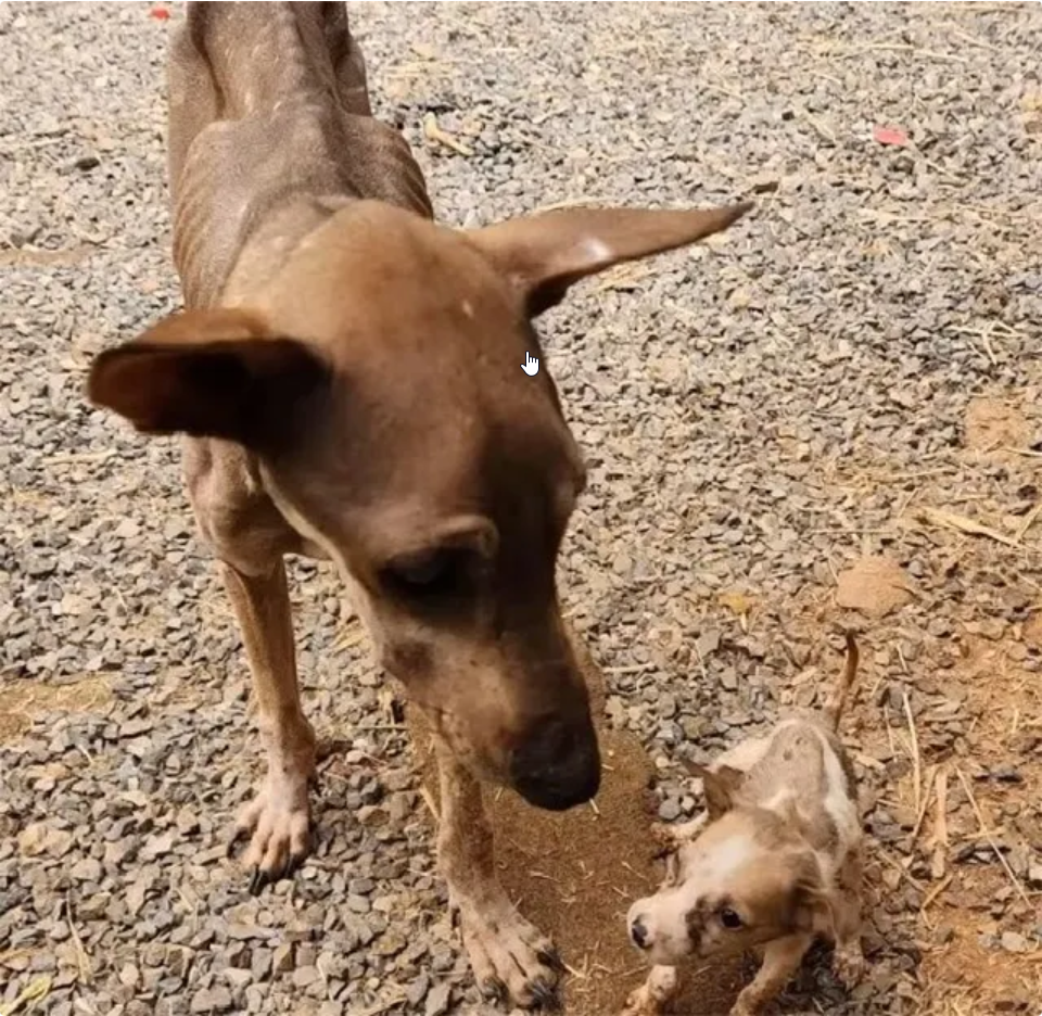 The mother dog was just skin and bones, holding her baby and begging passersby…ND – REVE