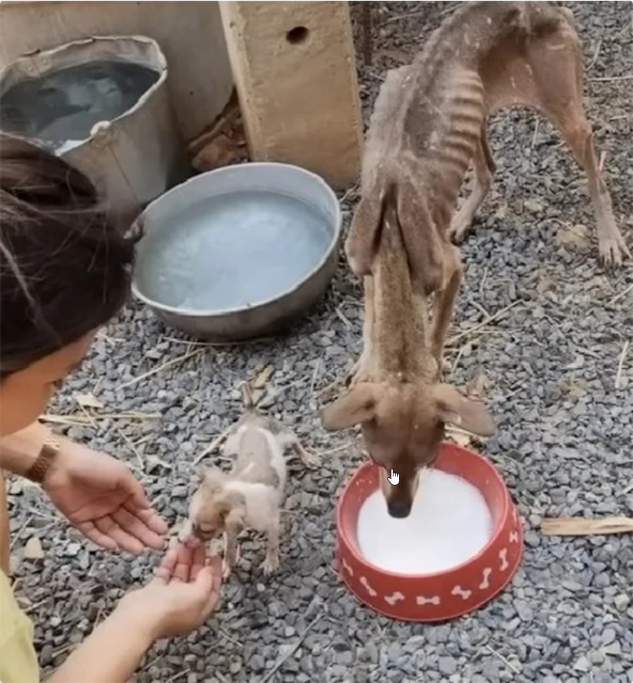 The mother dog was just skin and bones, holding her baby and begging passersby…ND – REVE