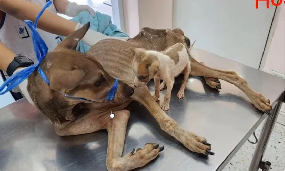 The mother dog was just skin and bones, holding her baby and begging passersby…ND – REVE