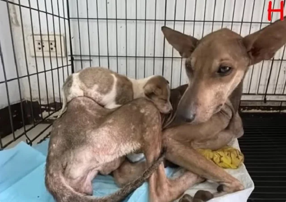 The mother dog was just skin and bones, holding her baby and begging passersby…ND – REVE